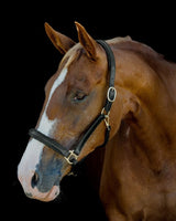 PLATINUM LEATHER SHOW HALTER