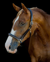 PLATINUM LEATHER SHOW HALTER