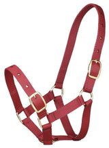 Zilco Gymkhana Foal Halter